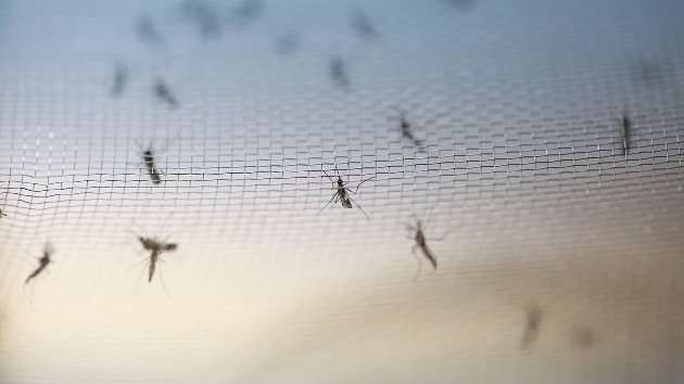 食環署：4區白紋伊蚊指數高於警戒水平