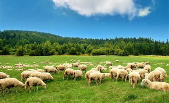 中蒙舉行蒙古國向中國捐贈羊交接儀式