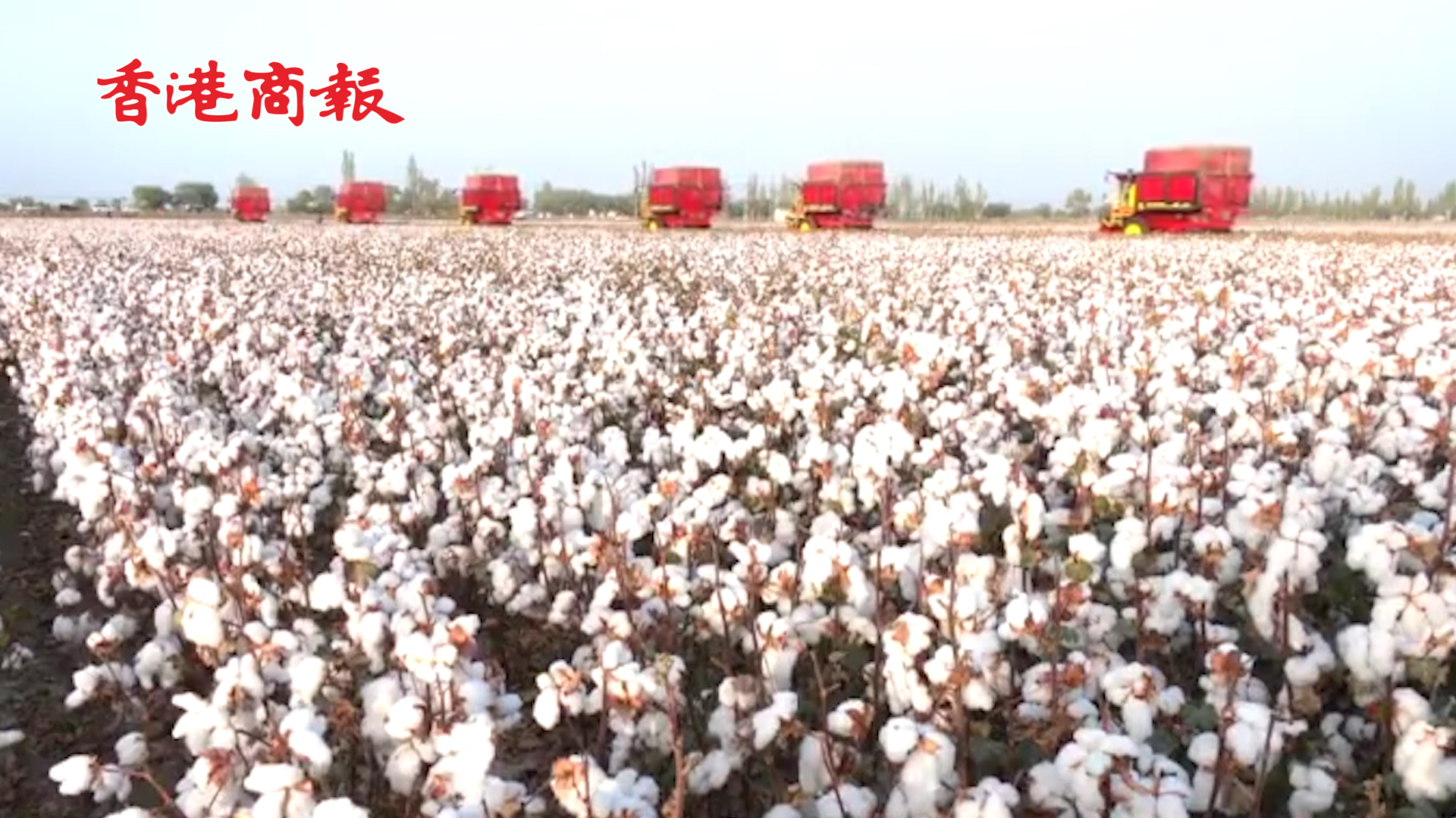 有片丨世界頂級 ！新疆棉花中國自己還不夠用