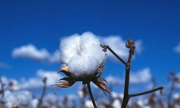 有片 | 外國博主@Dainial Dumbrill關於新疆棉花的對話