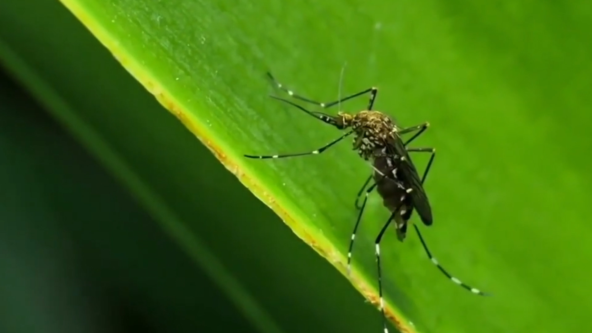 有片丨美國將釋放大量轉基因蚊子 以抗擊登革熱等蟲媒疾病