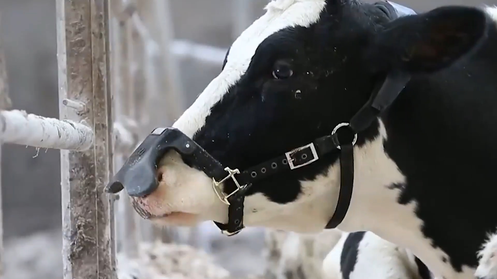 有片丨美國公司推出牛用「口罩」 以減少牛排出的溫室氣體