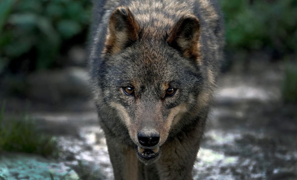 非法獵殺嚴重 野狼或在丹麥再度滅絕