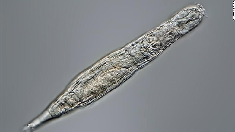 西伯利亞冰封2.4萬年「蛭形輪蟲」解凍成功復活
