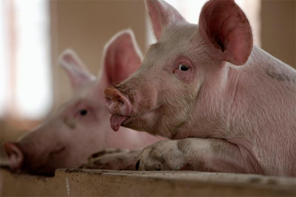 荷蘭農民打造清潔豬廁所 減少氨氣令養豬業更衛生