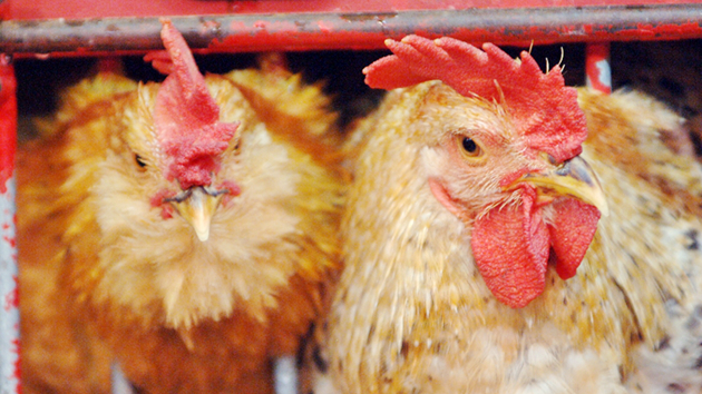 本港暫停進口南非部分地區禽肉及禽類產品