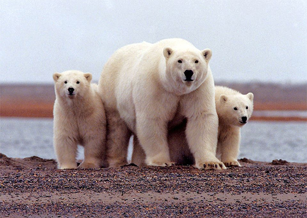 有片丨世界自然基金會：北極變暖加速 動物受嚴重衝擊