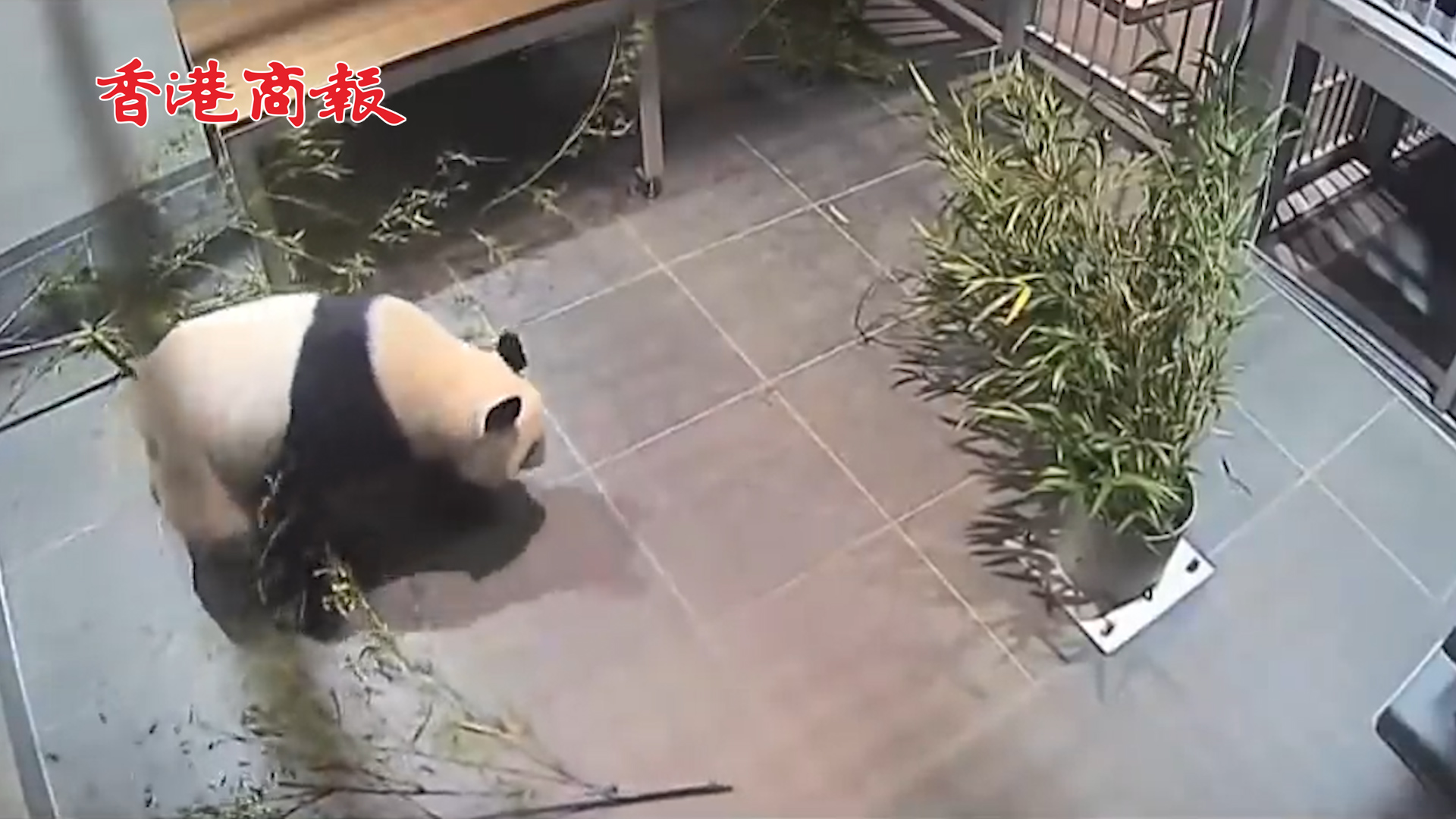 有片丨旅日大熊貓「真真」在東京上野動物園生下雙胞胎