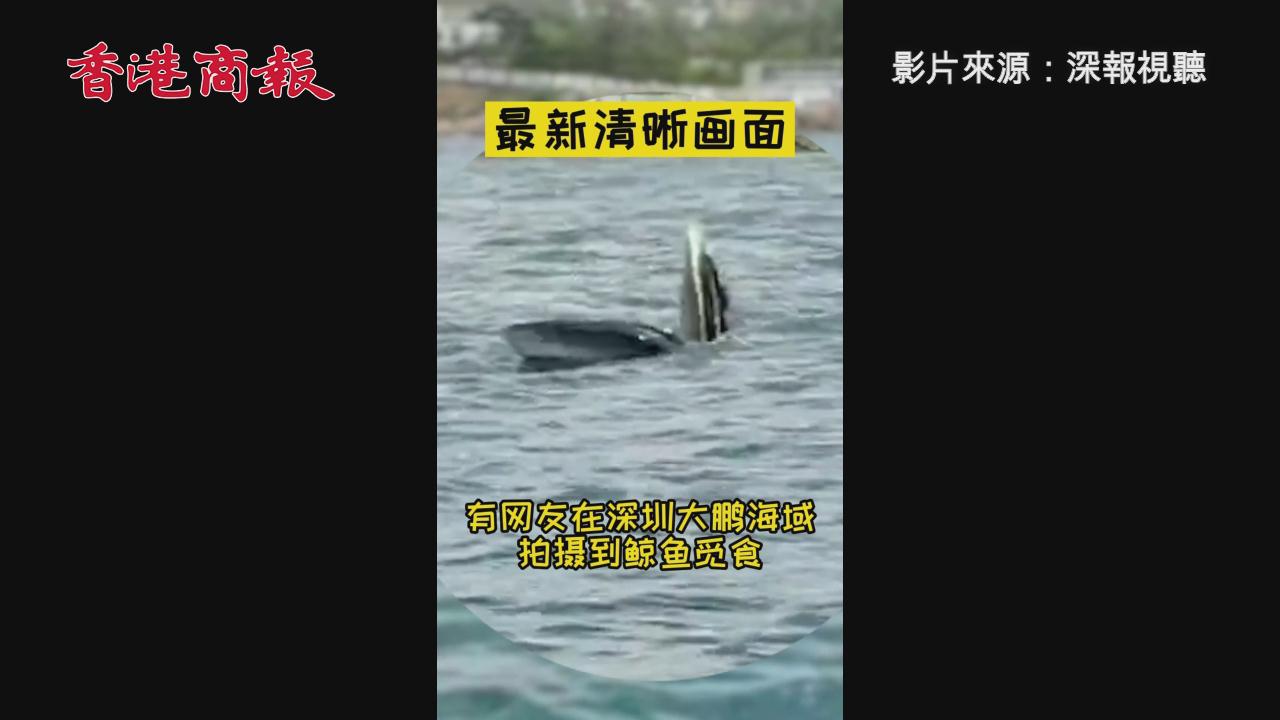有片 | 深圳大鵬海邊現鯨魚 環保人士籲避免圍觀