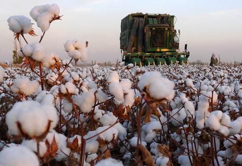 商務部回應新疆棉問題：敦促個別國家糾正無理打壓企業的做法