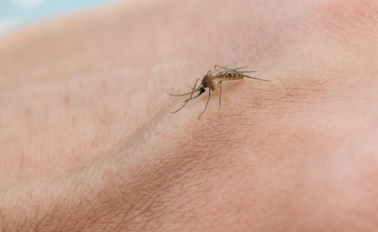 美國7州發現攜带西尼羅病毒蚊子 可致感染者癱瘓死亡