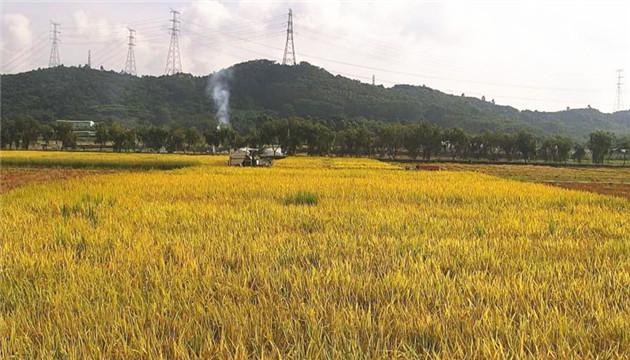 旅月「太空稻」迎來收穫 有望成中國原創新品種