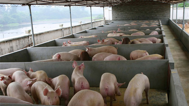 農業農村部：養豬高利潤階段已結束 不要再賭市場