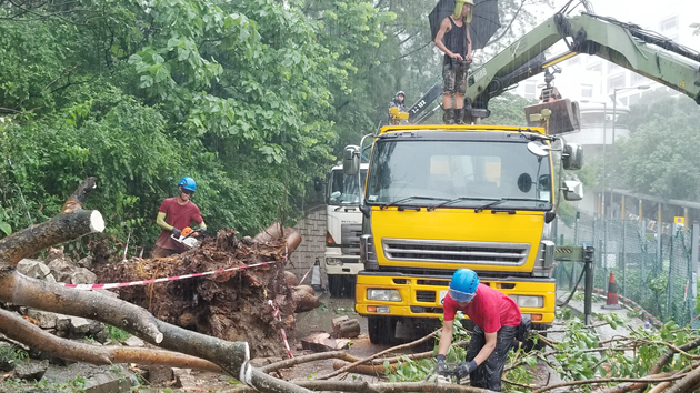 清水灣15米高大樹倒塌 幸無人受傷