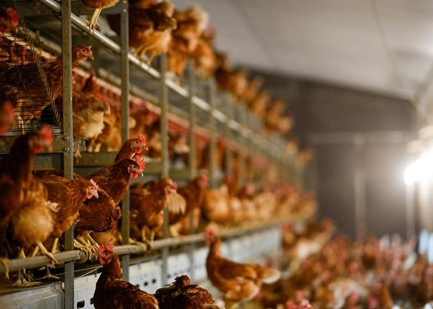 香港暫停進口南非夸祖魯納塔爾省禽肉及禽類產品