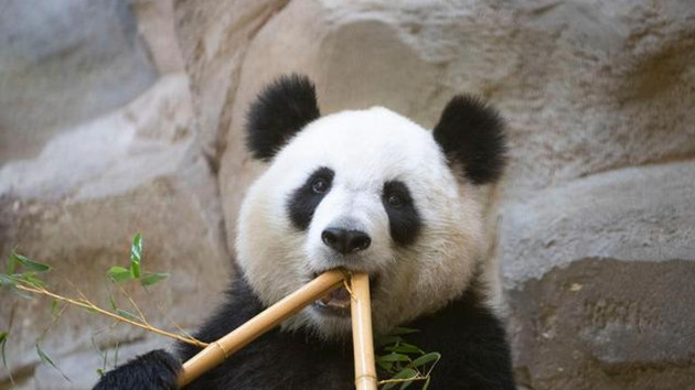 孖仔！中國旅法大熊貓「歡歡」再懷孕