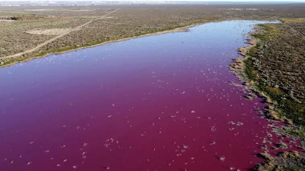 受水產加工廠廢棄物污染 阿根廷驚現粉紅潟湖