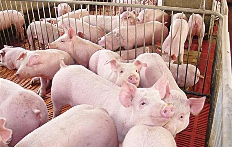 國常會「出招」穩定生豬生產 專家預測四季度豬價會上升