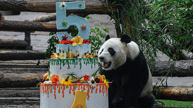 圖集｜莫斯科動物園為旅俄大熊貓慶生 美味蛋糕豪華泳池應有盡有
