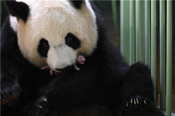 中國旅法大熊貓「歡歡」產下雙胞胎