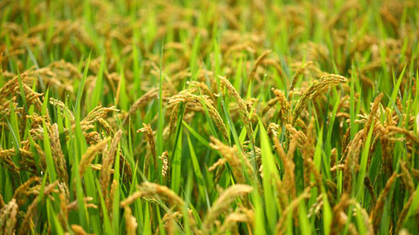 2021年廣東早稻產量同比增長1.1%