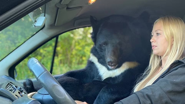不一樣的拍檔 俄女子駕車載巨熊一同出遊