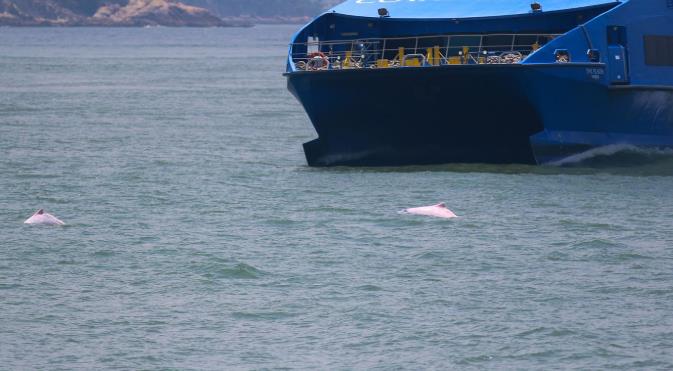 香港海豚保育學會：大澳水域走私船激增 阻礙觀察海豚路線