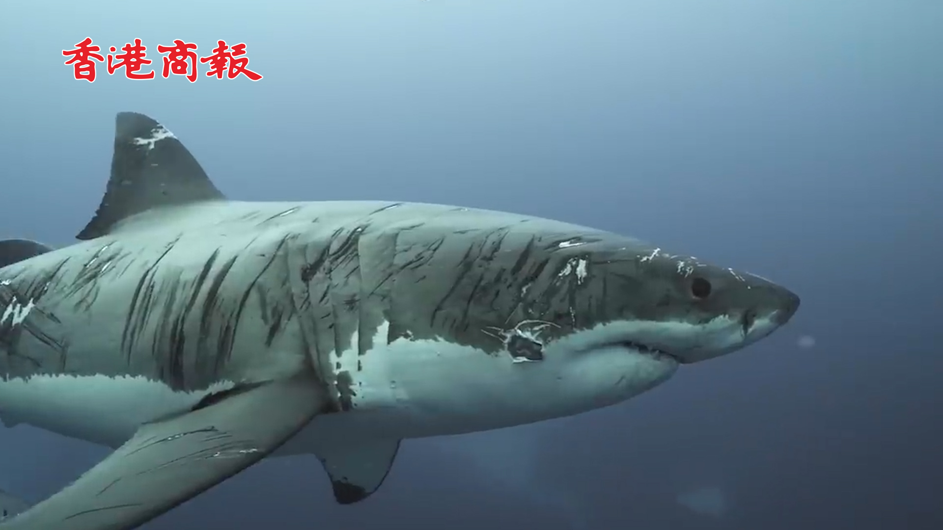 有片丨澳大利亞一大白鯊渾身布滿傷痕 被稱為最頑強鯊魚
