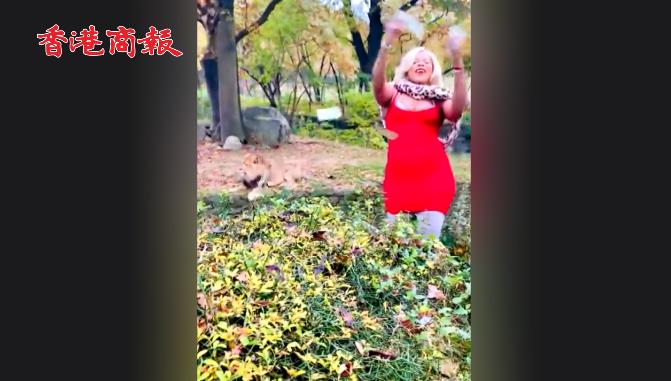 有片 | 美國女子身穿紅裙翻過動物園柵欄 近距離面對獅子狂撒鈔票