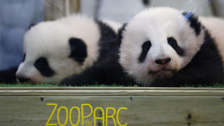旅法大熊貓雙胞胎幼崽正式命名「圓嘟嘟」與「歡黎黎」