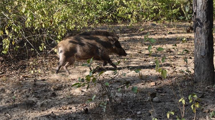 兩野豬闖淺水灣影灣園 草坡覓食後返回山上