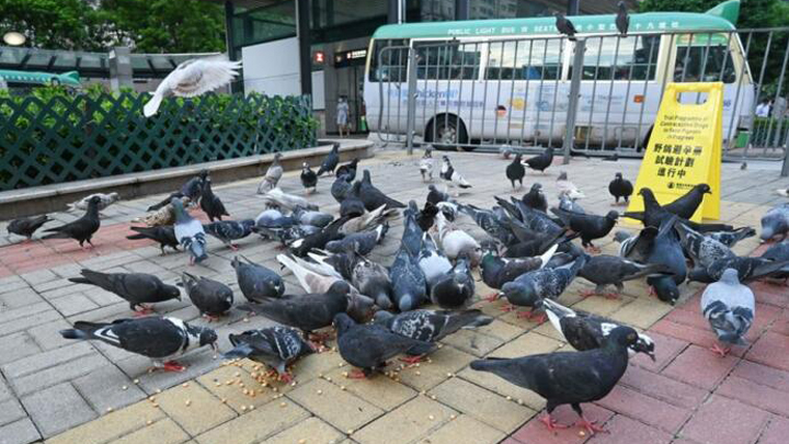 觀鳥會保育主任：亂餵野鴿或傳播疾病