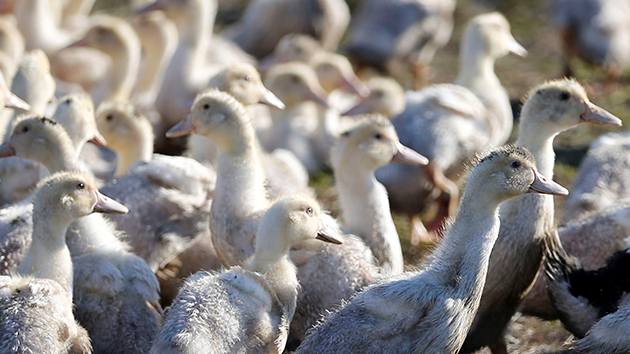 意大利有地區爆H5N1 本港暫停進口當地禽肉及禽類產品