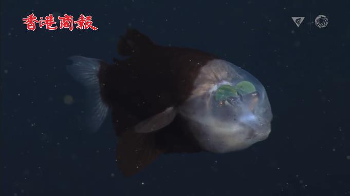 有片 | 美加州海岸發現罕見管眼魚 頭部透明綠色眼睛似外星生物