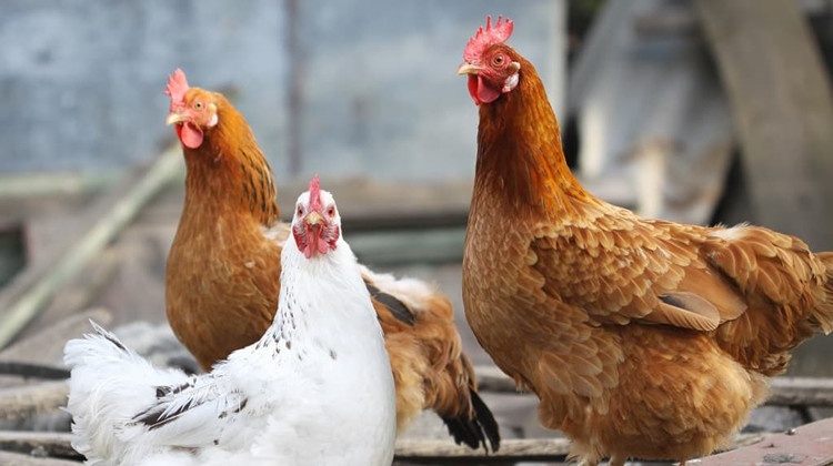 本港暫停從德國波蘭和荷蘭部分地區進口禽肉及禽類產品