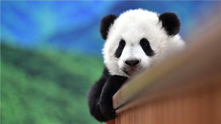 中國確定生物多樣性保護目標 大熊貓等珍稀動物將野化放歸