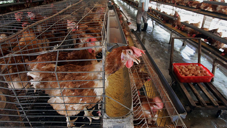 本港暫停進口英國和日本部分地區禽肉及禽類產品