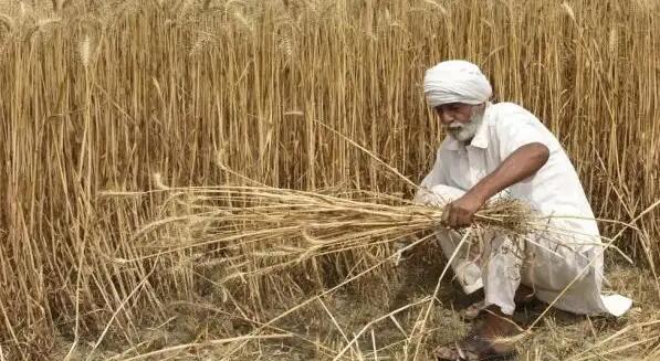G7農業部長譴責印度臨時禁止小麥出口