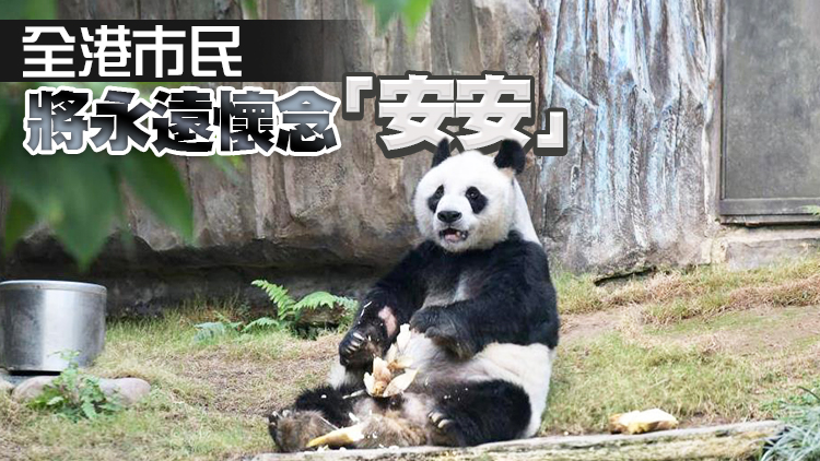 有片丨海洋公園大熊貓安安離世 享年35歲