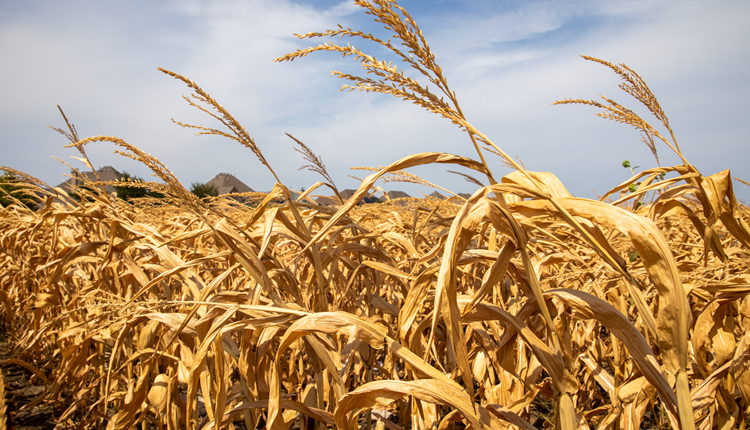 受熱浪與乾旱夾擊 美國農作物今年恐失收 