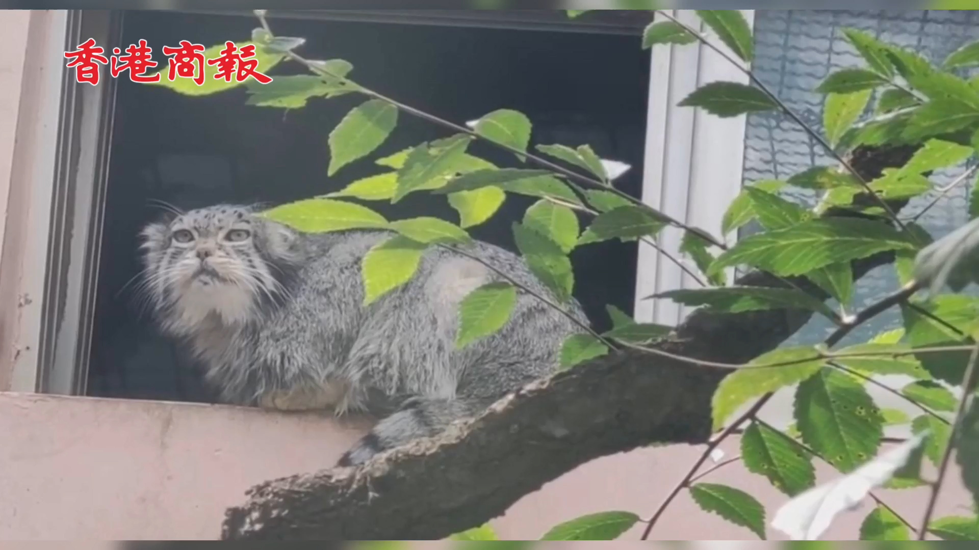 有片 |  中國唯一圈養雄性兔猻死亡