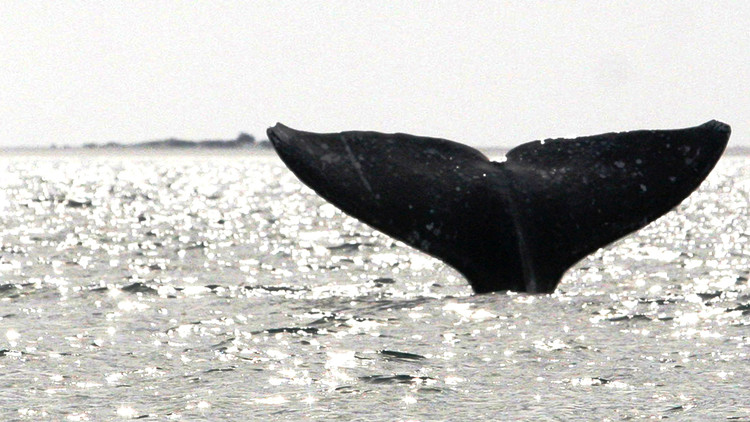 近500頭鯨魚在新西蘭擱淺死亡