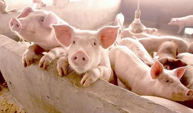國家發改委：專家認為後期生豬價格存在下行風險