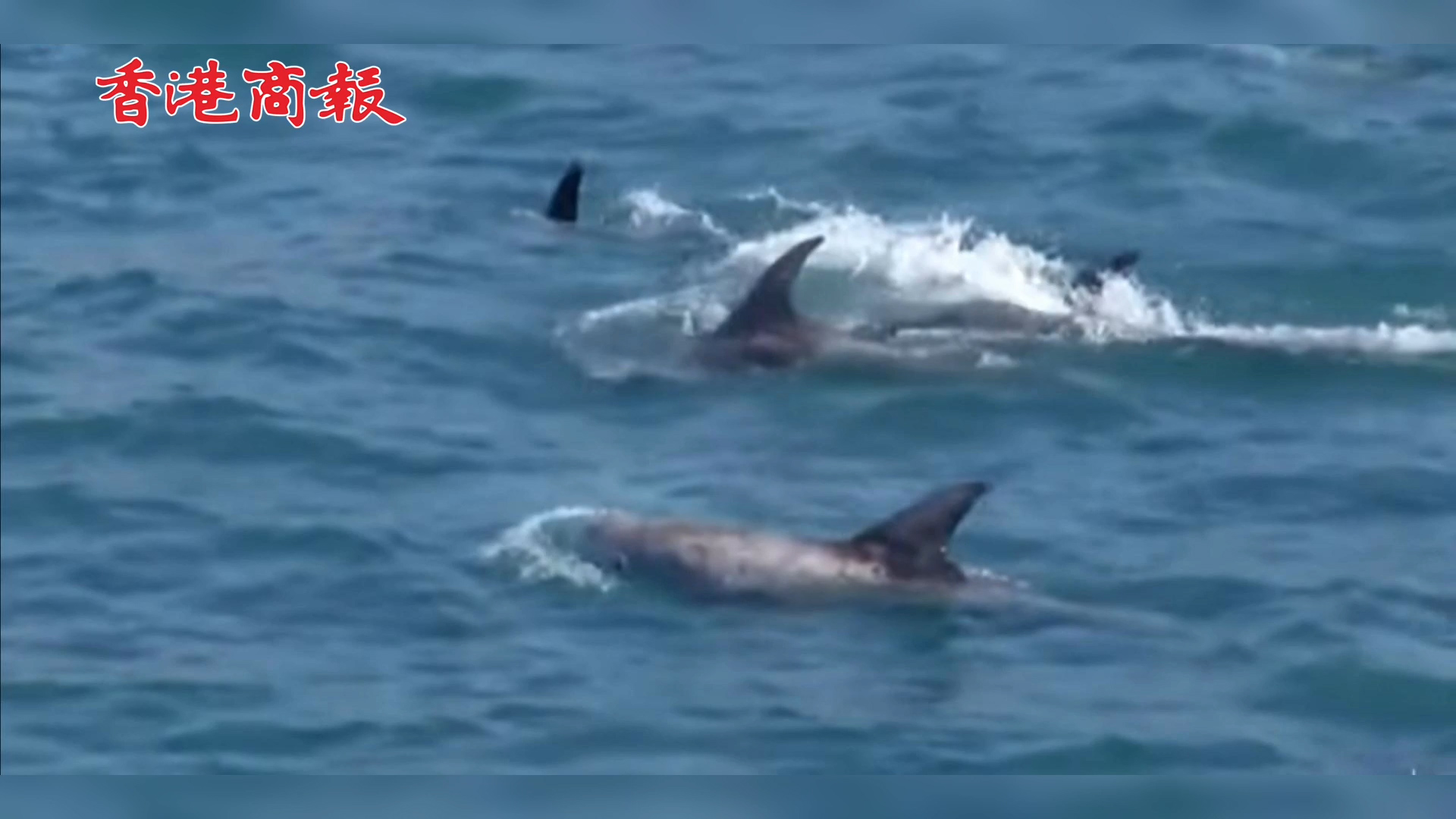 有片 | 智利中部海灣又現灰海豚群嬉水