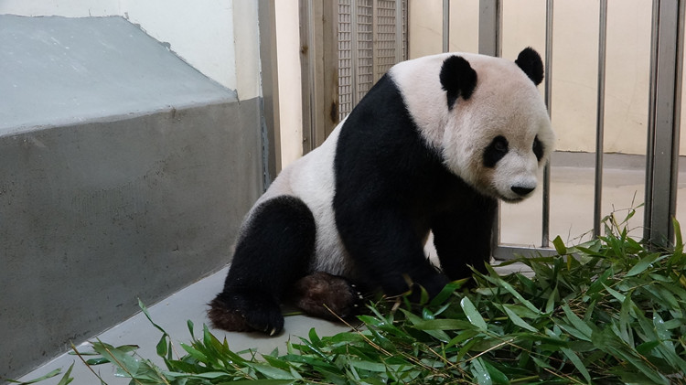 大陸贈台大熊貓「團團」病情惡化 罹患腦部惡性腫瘤概率增加