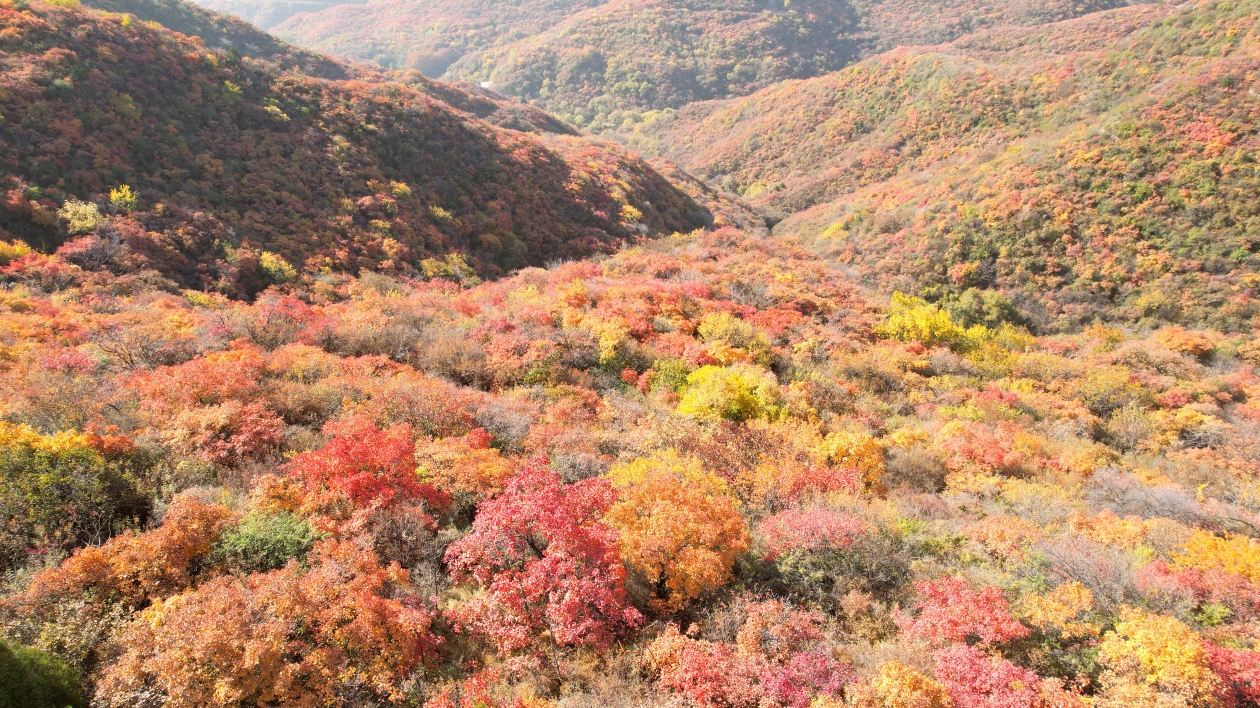 太原推出3條秋季旅遊線路