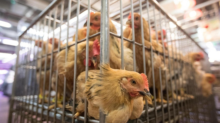 本港暫停進口日本部分地區禽肉及禽類產品