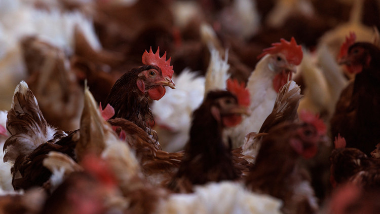 美國禽流感嚴峻 今年已撲殺5054萬隻家禽創新高
