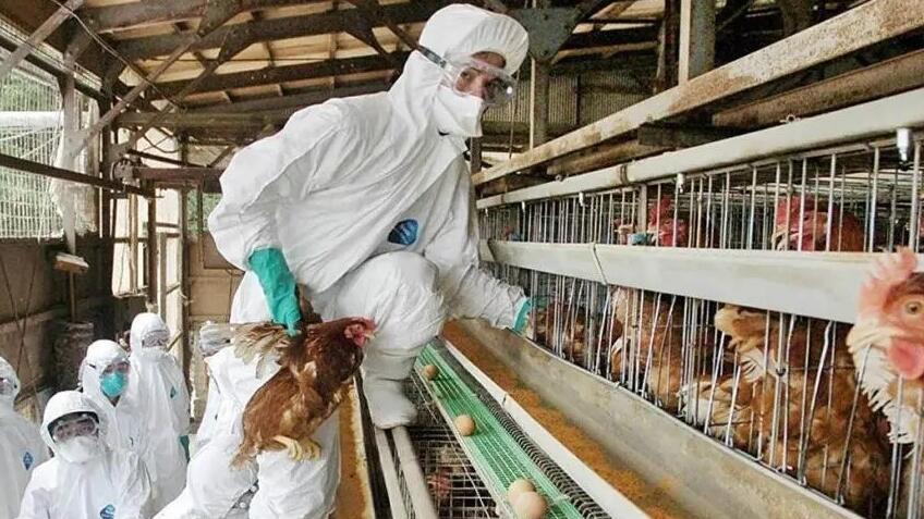 日媒：日本禽流感病例激增 已撲殺近1000萬隻家禽