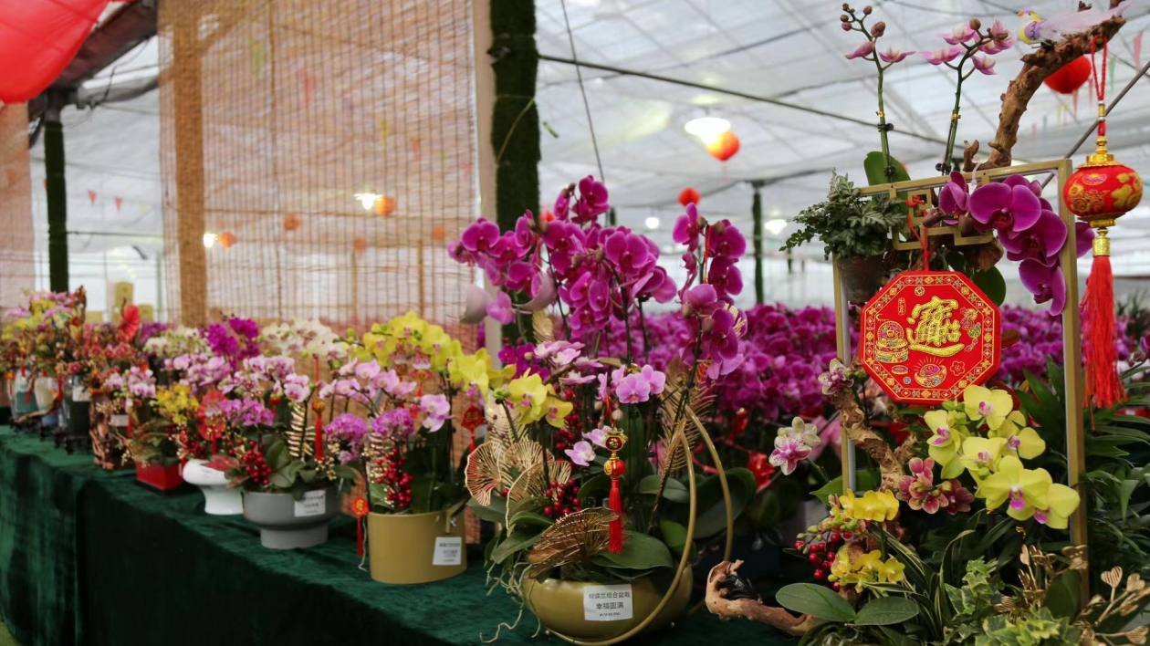 廣州擁有6大花卉市場 今年上市年花約1500萬盆
